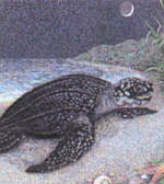 leatherback turtle