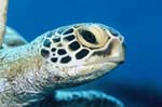 green turtle