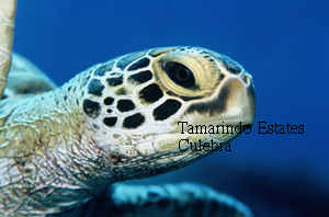 green turtle